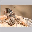 Episyron rufipes - Wegwespe w23 beim Nesteintrag mit einer Spinne.jpg